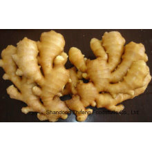 2015 Fresh Ginger with Exporting Quality